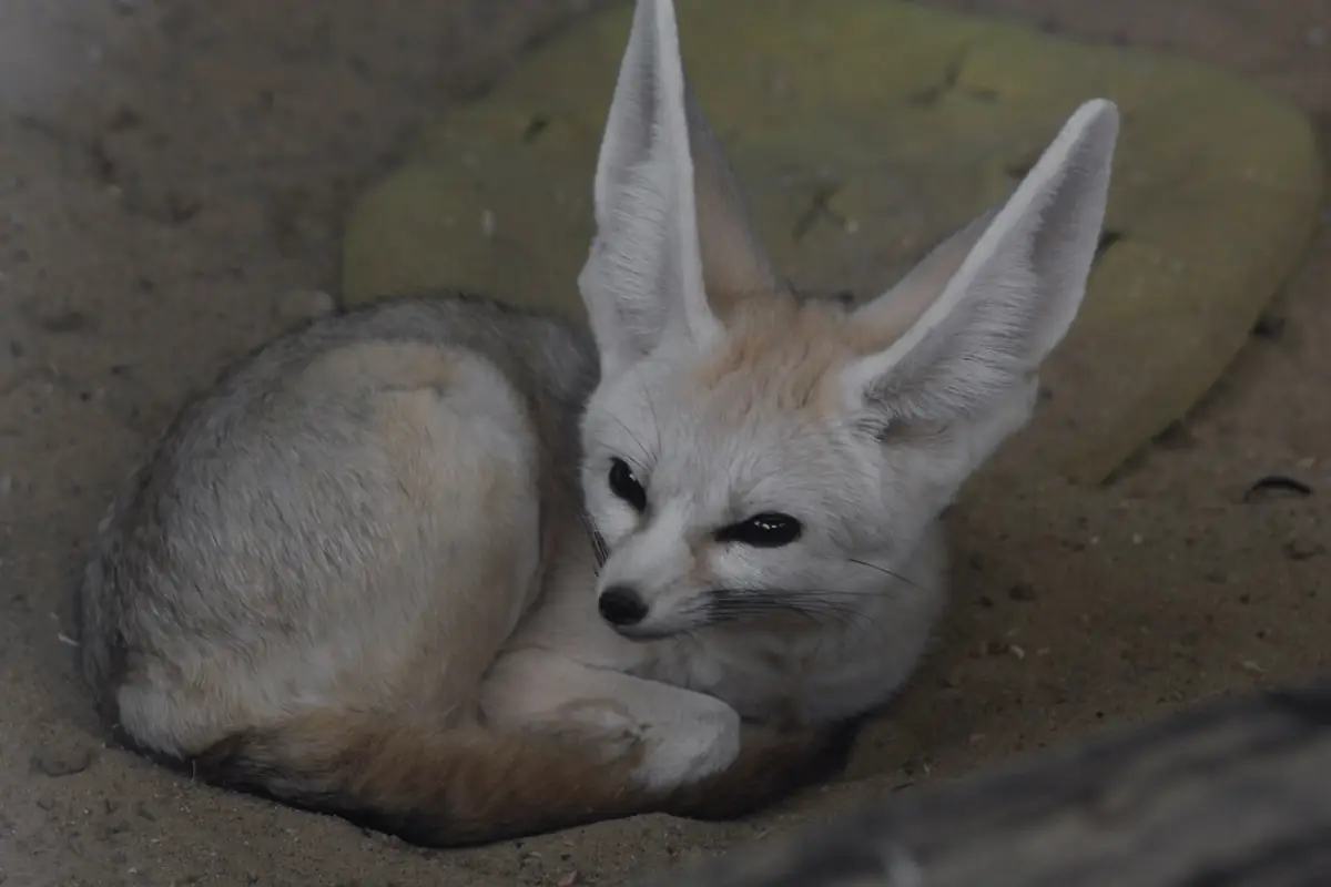 A fennec fox with its large ears curled up on sandy ground