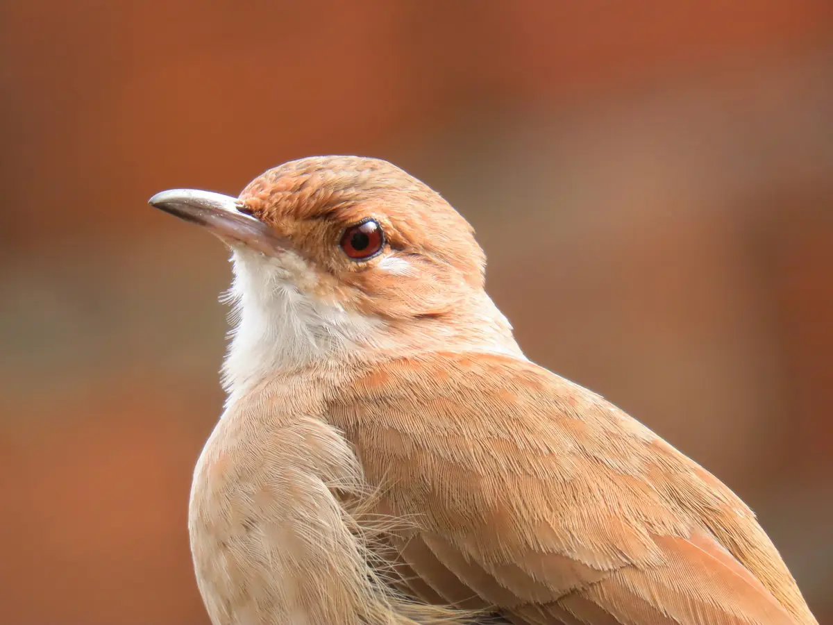 Close-up of a rufous hornero with reddish-brown feathers