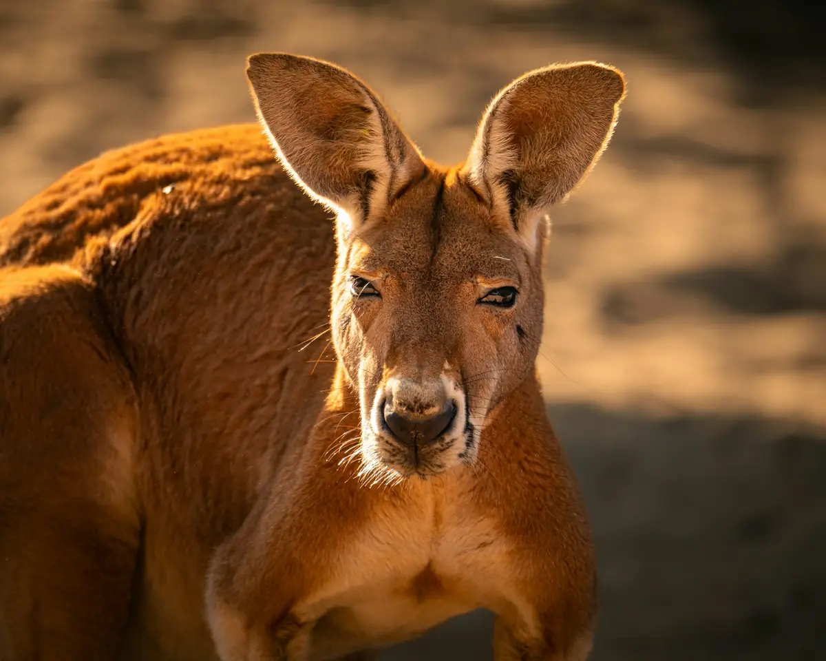 Close-up of a red kangaroo facing the camera