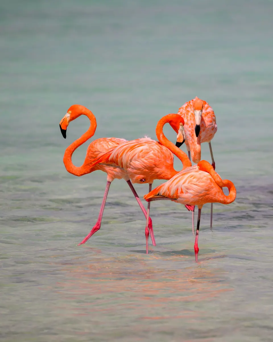Four American flamingos wading in clear shallow Caribbean water