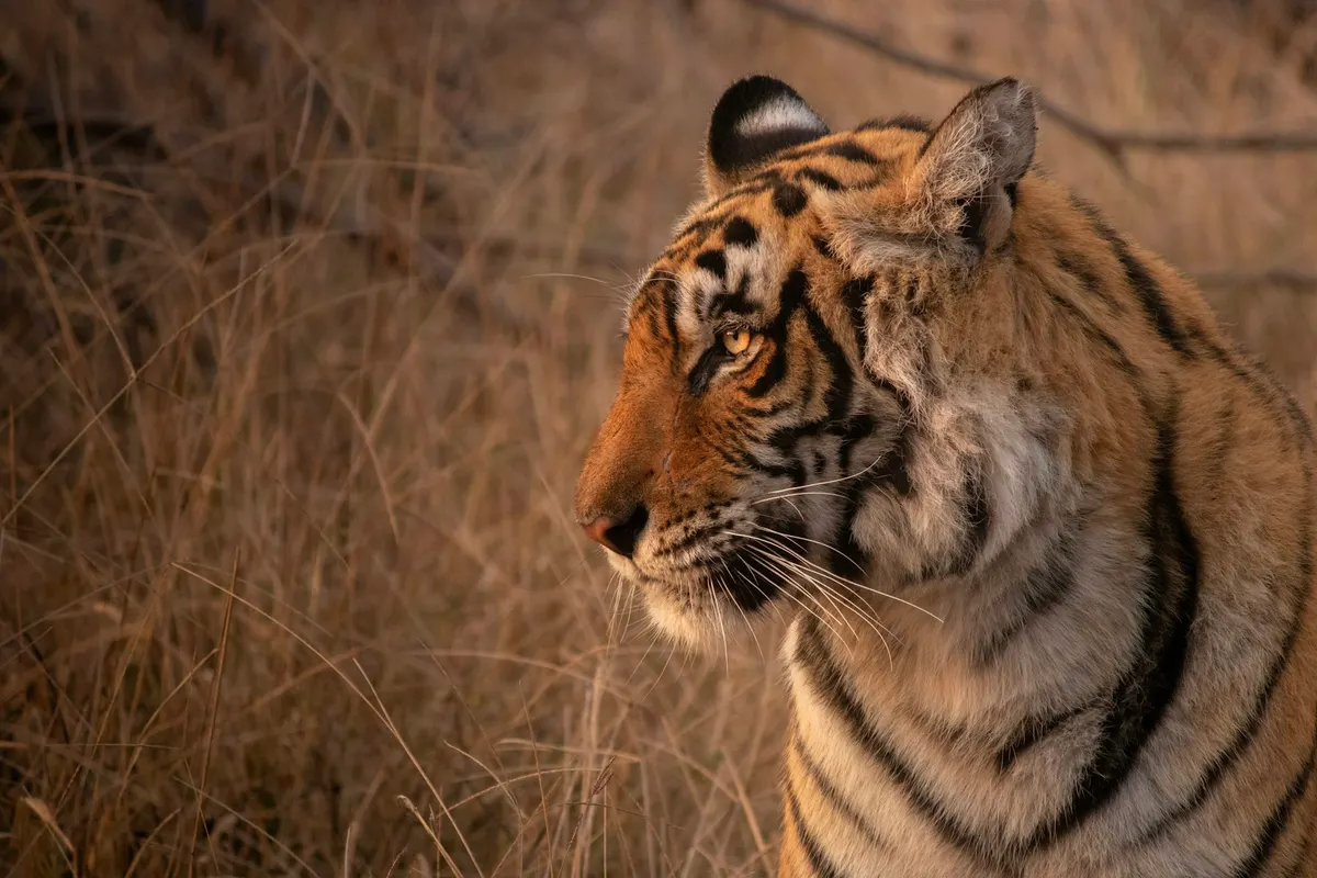 A wild Bengal tigress seated in dry grass at dawn, seen in profile