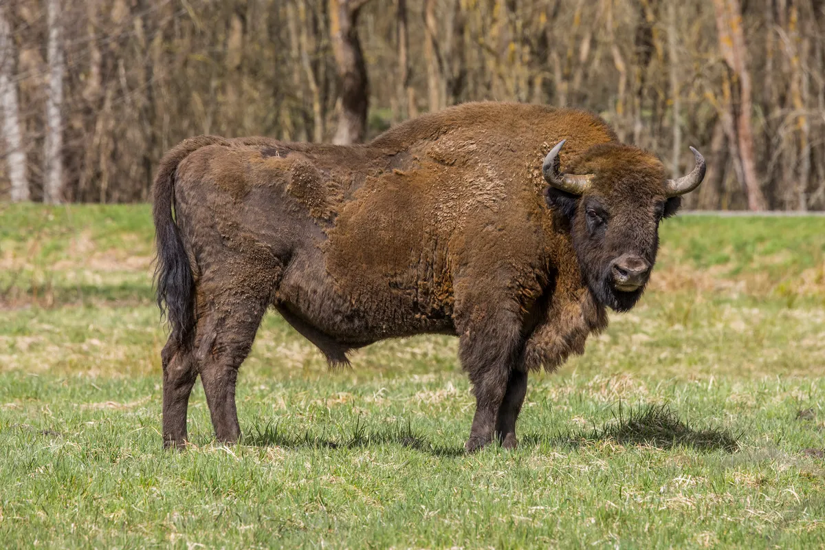 A male European bison with a dark brown coat and short curved horns standing side-on in a grassy meadow at the edge of a forest