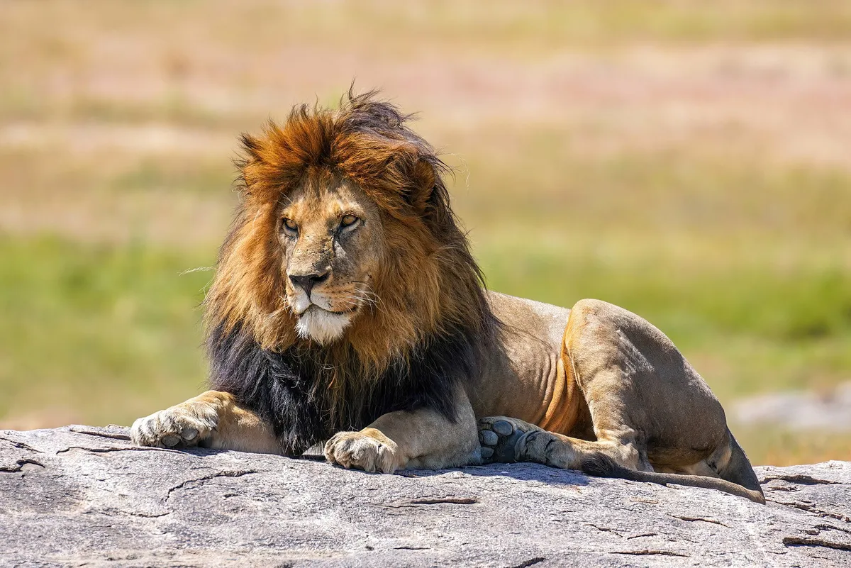 A male lion resting on a rock in Serengeti National Park, Tanzania