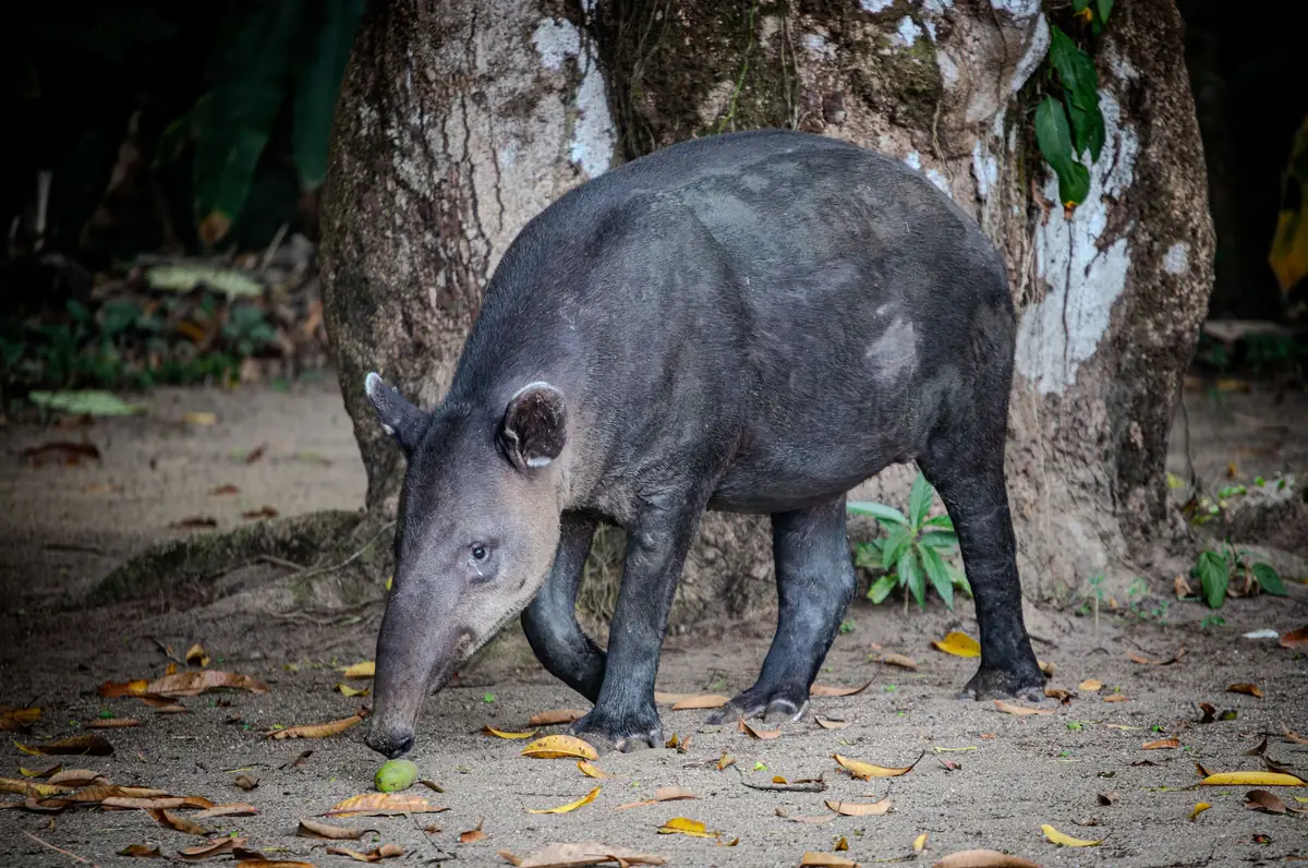 A Baird's tapir foraging on the forest floor in Costa Rica
