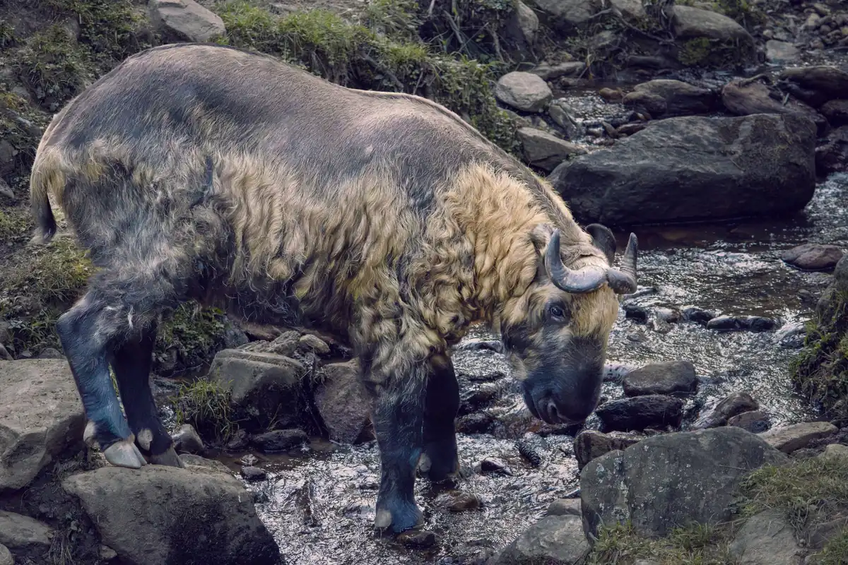A takin standing by a rocky stream in Thimphu, Bhutan