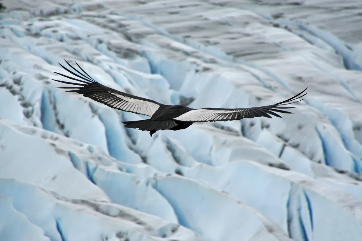An adult male Andean condor with black and white wings spread wide, gliding low over a pale blue glacier