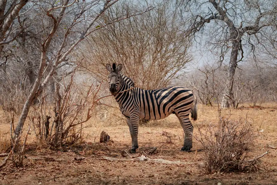 A plains zebra standing in dry savanna in Botswana