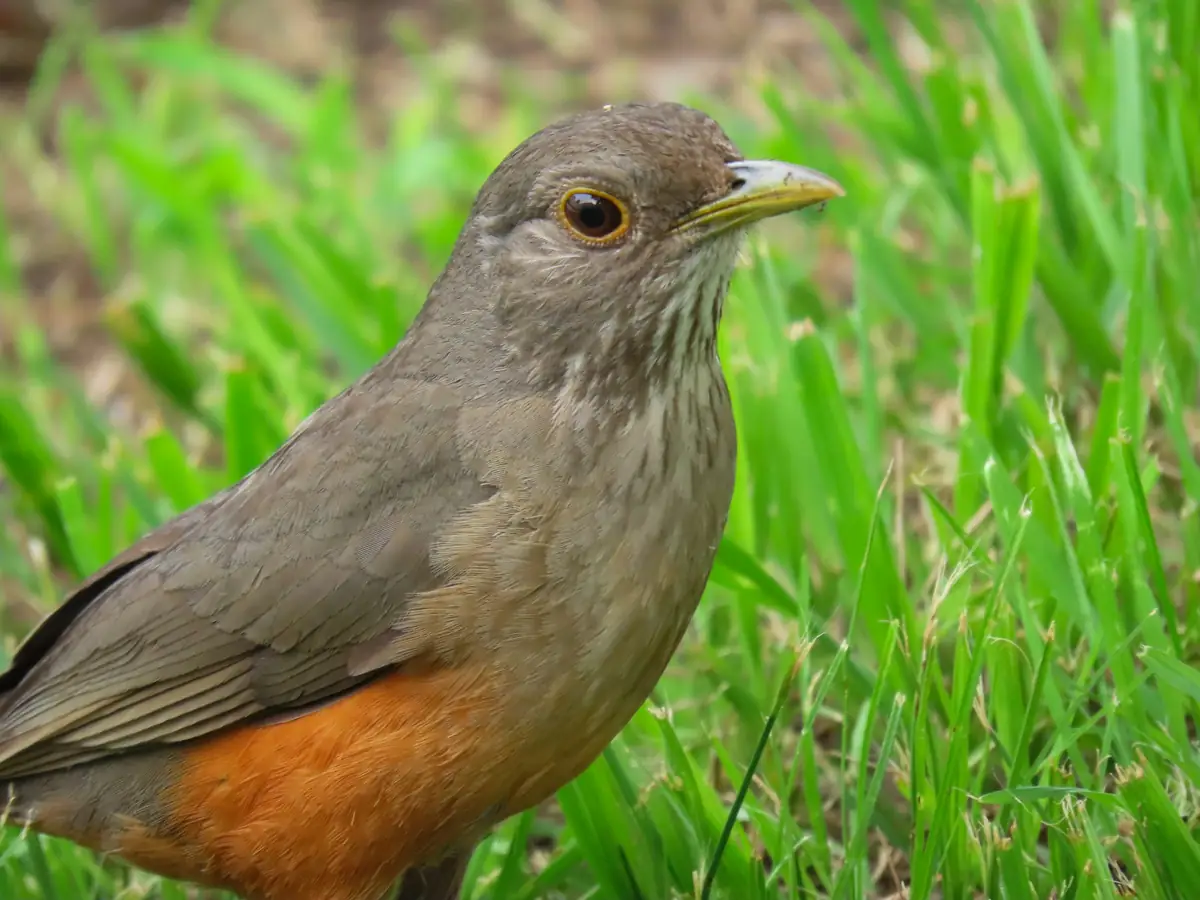 A rufous-bellied thrush with its orange belly standing in grass