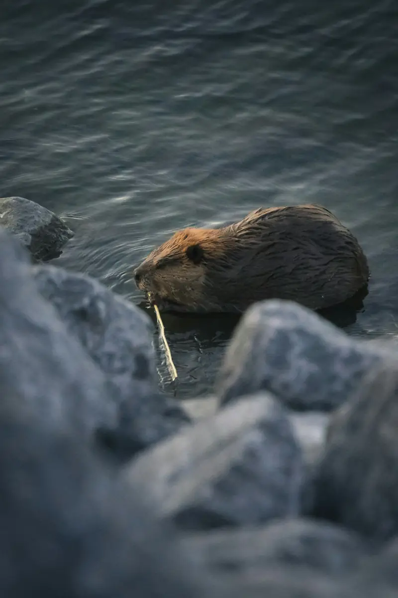 A North American beaver chewing a stick in the water in Calgary, Alberta