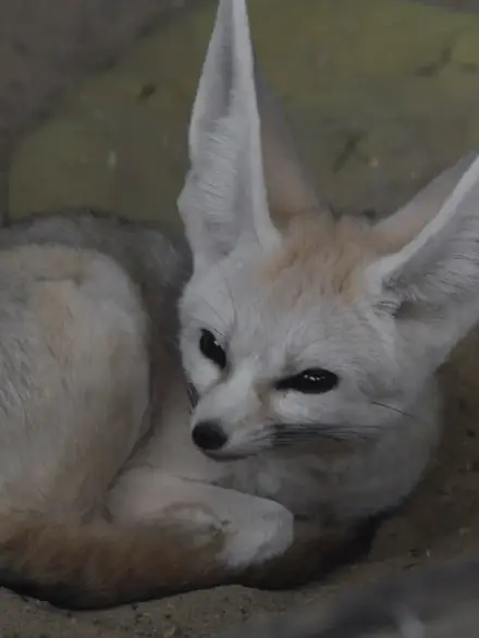 Fennec fox