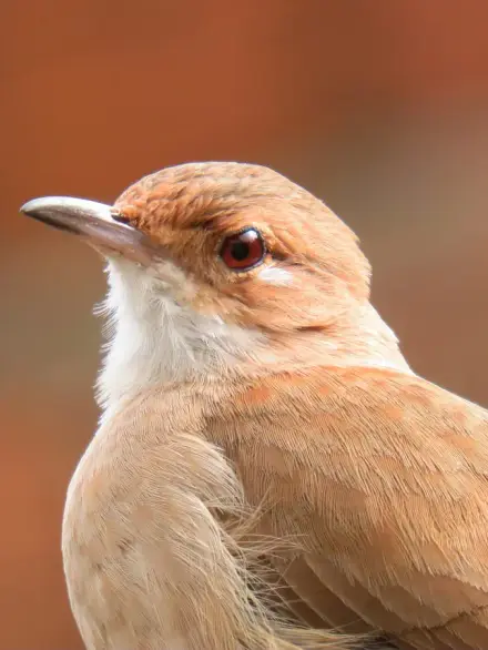 Rufous hornero