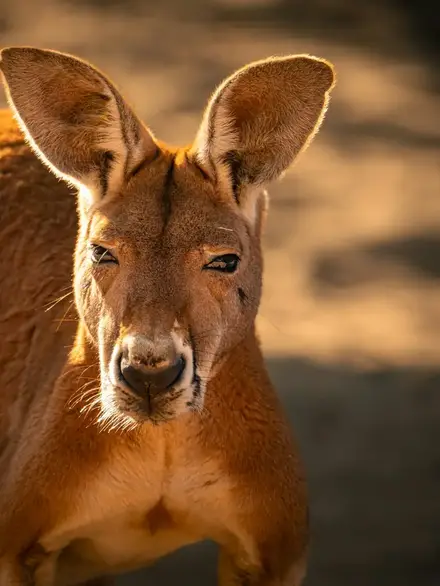 Red kangaroo