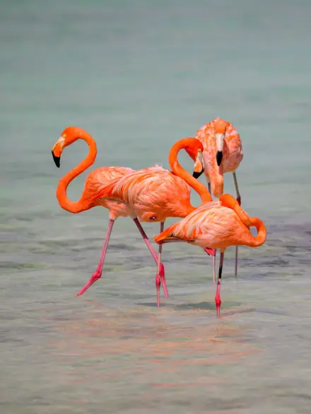 American flamingo