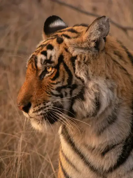 Bengal tiger