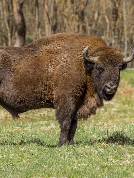European bison