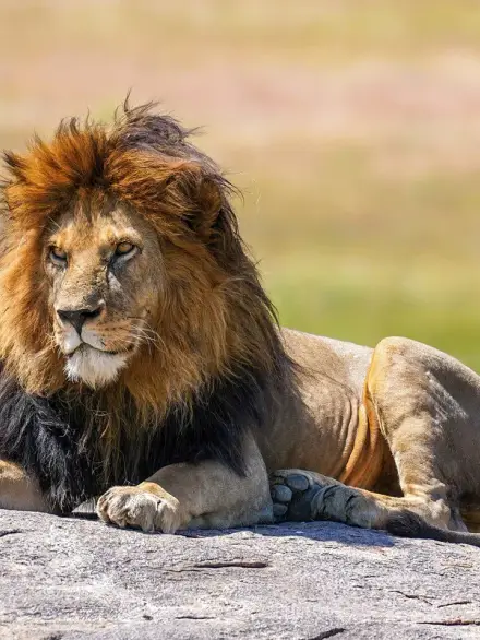 Lion