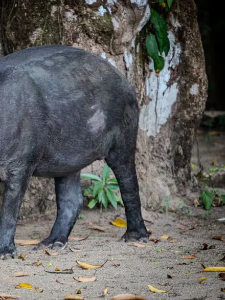 Baird's tapir