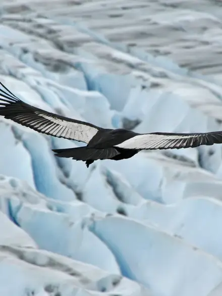 Andean condor