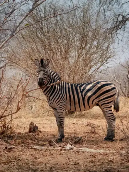 Plains zebra