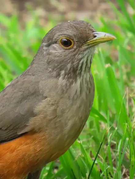 Rufous-bellied thrush