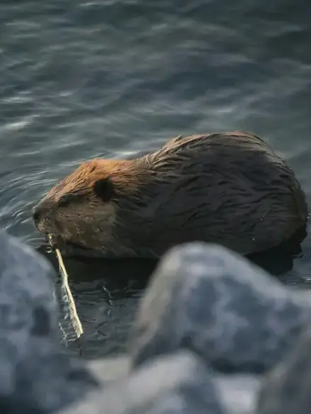 North American beaver
