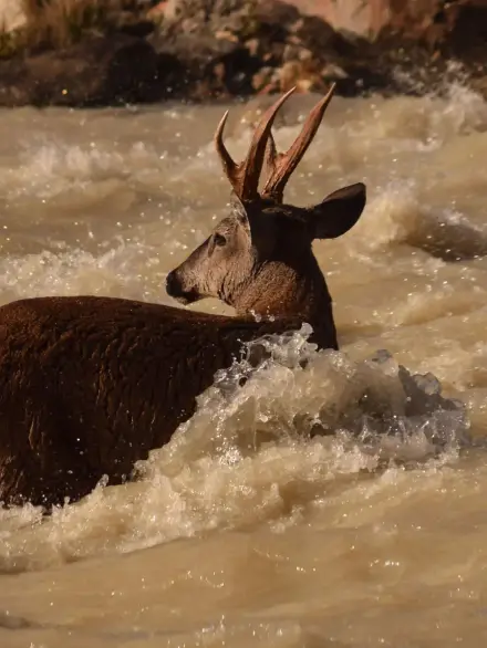 Huemul