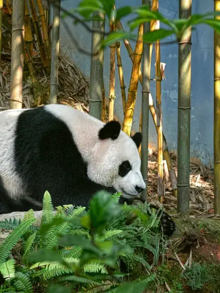 Giant panda