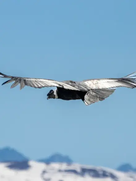 Andean condor