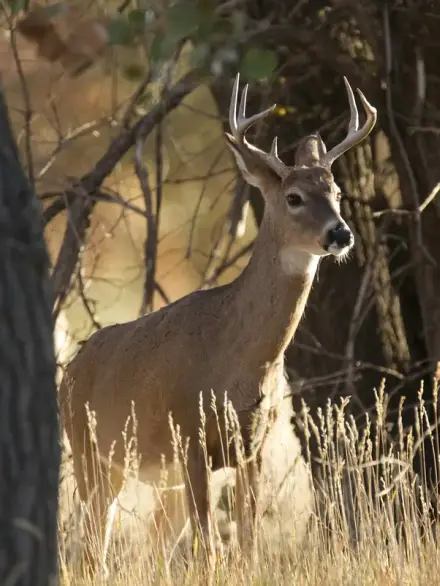 White-tailed deer