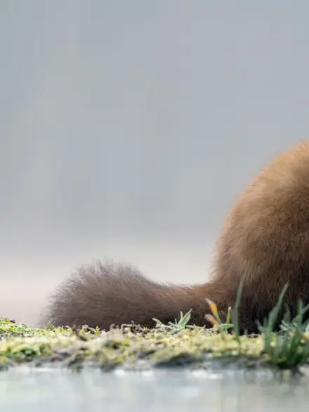 Pine marten