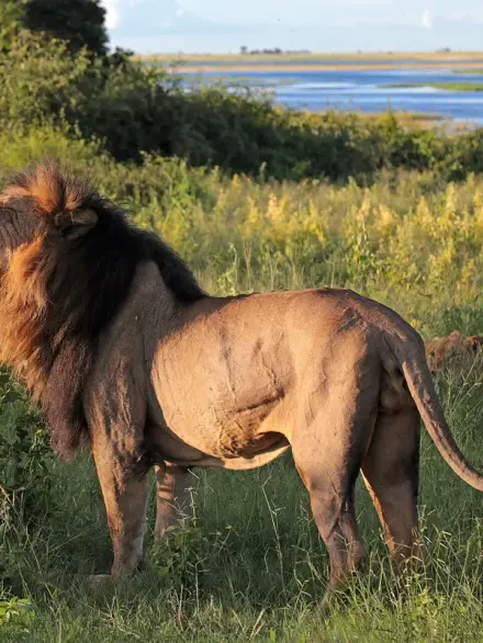 Lion