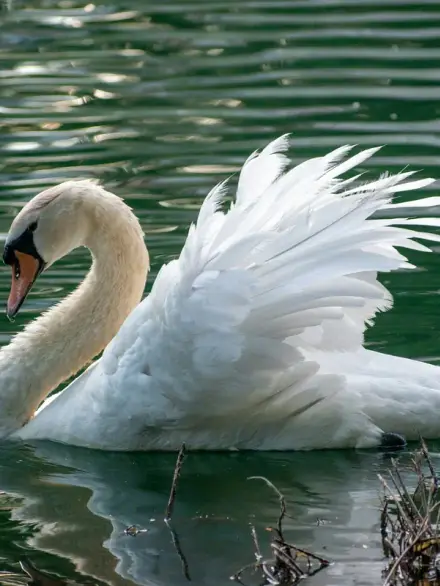 Mute swan