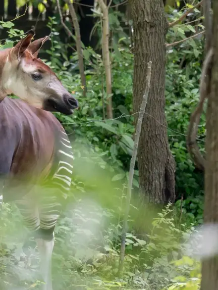 Okapi