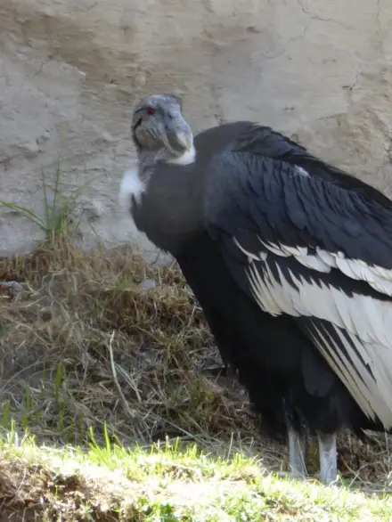 Andean condor