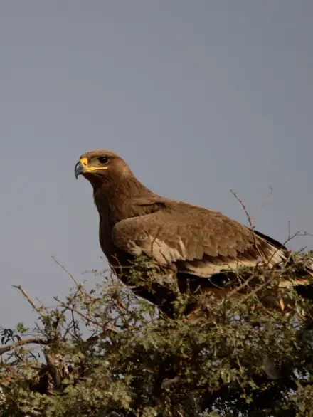 Steppe eagle