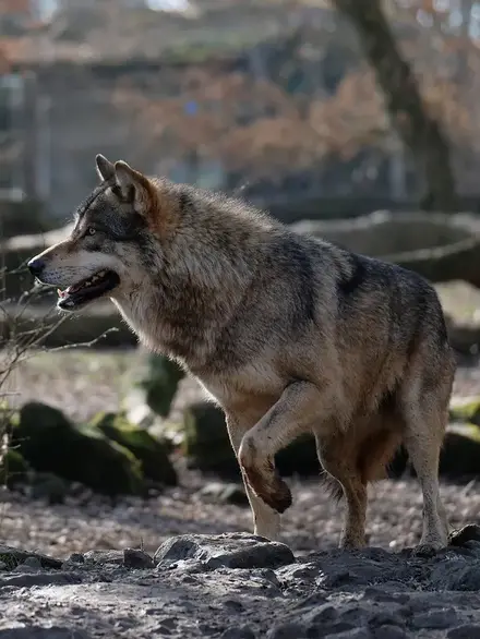 Gray wolf