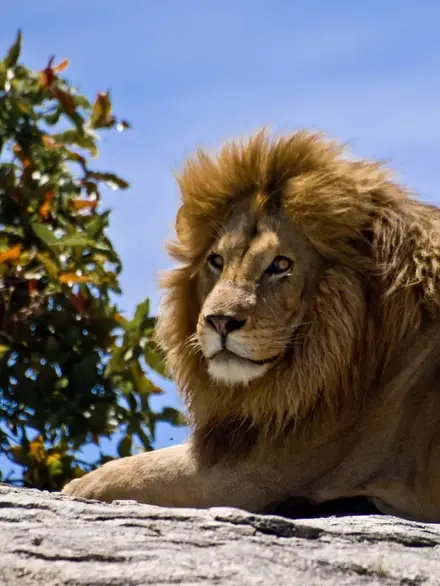 Lion