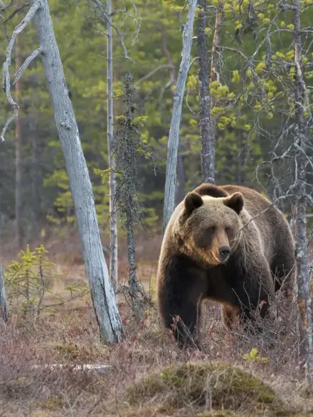 Brown bear