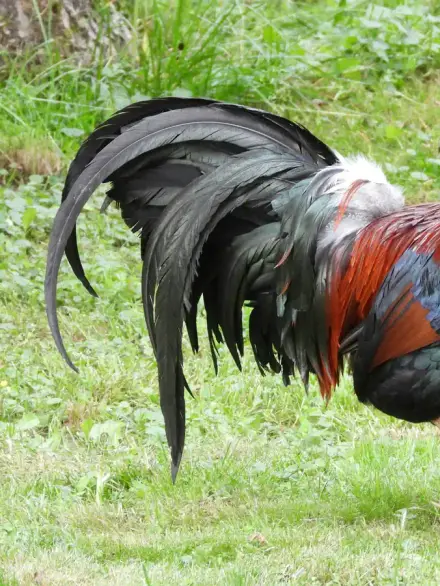Gallic rooster