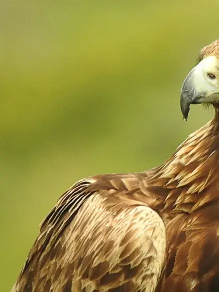 Golden eagle