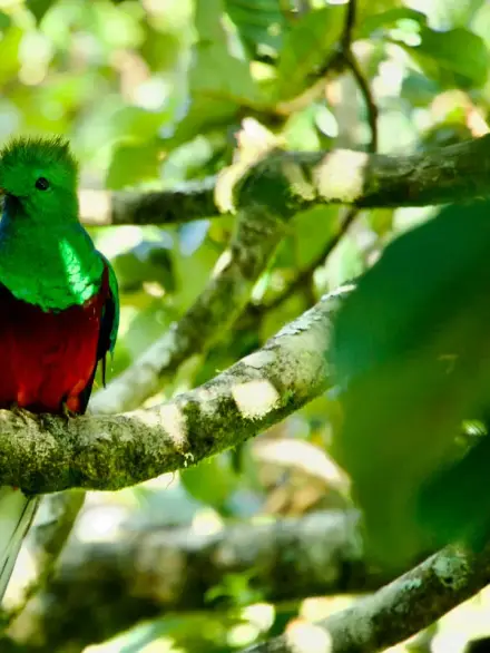Resplendent quetzal