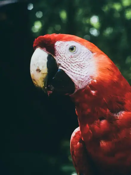 Scarlet macaw