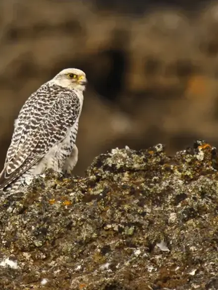 Gyrfalcon