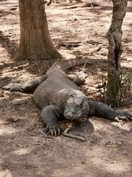 Komodo dragon
