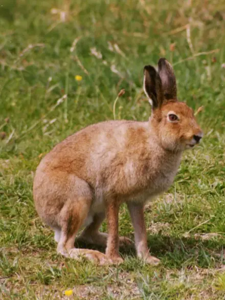 Irish hare