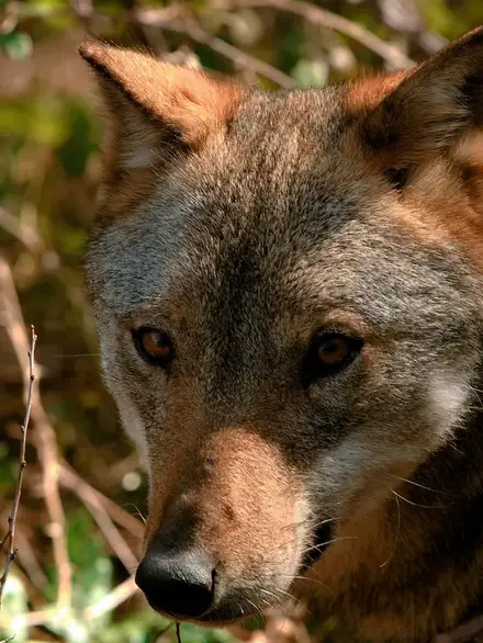Italian wolf