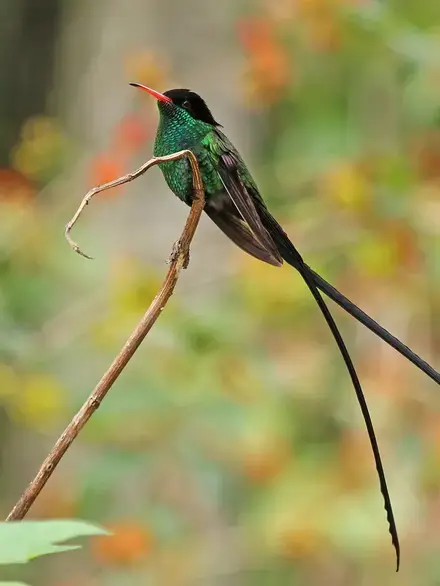 Red-billed streamertail (doctor bird)