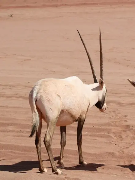 Arabian oryx