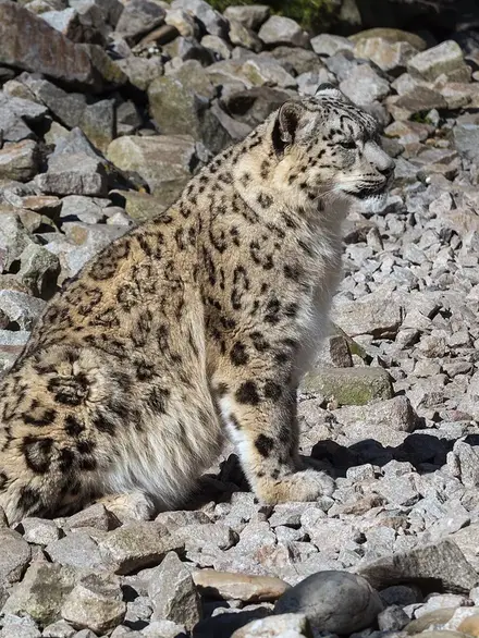 Snow leopard