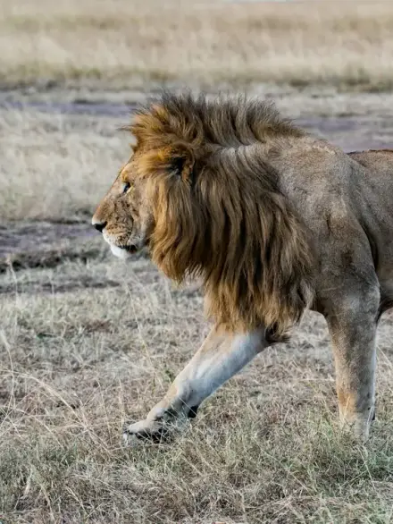 Lion